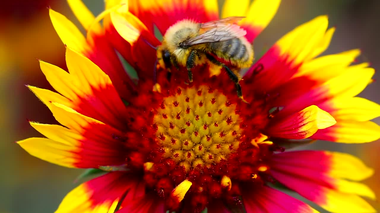Bee on a red flower