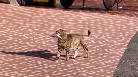 Cat walks proudly after catching her lunch