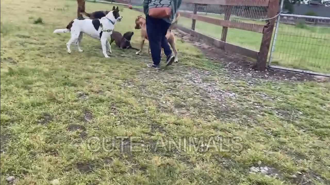 German Shepherd Attacks Pitbull 2022