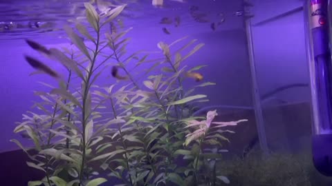Fish playing in a fish tank