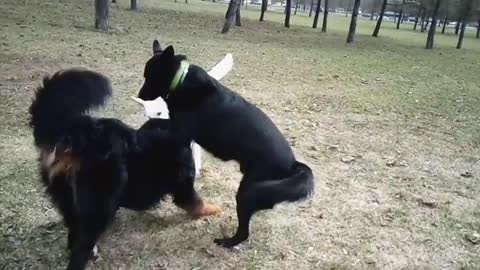 So nice funny dog video