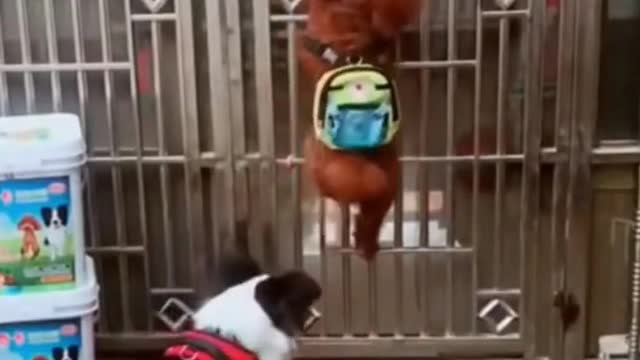 funny dog video