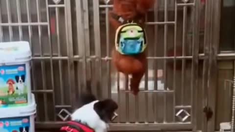 funny dog video