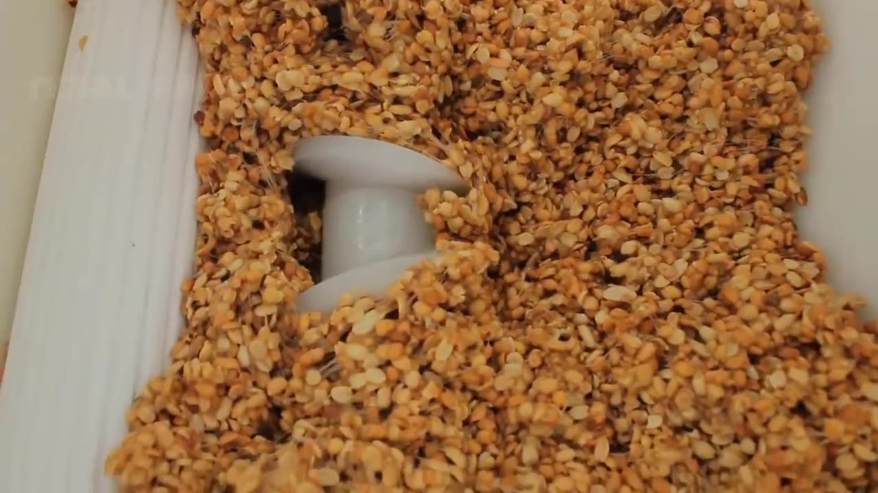 How Peanut Butter Is Made, Peanut Harvesting And Processing With Modern Technology