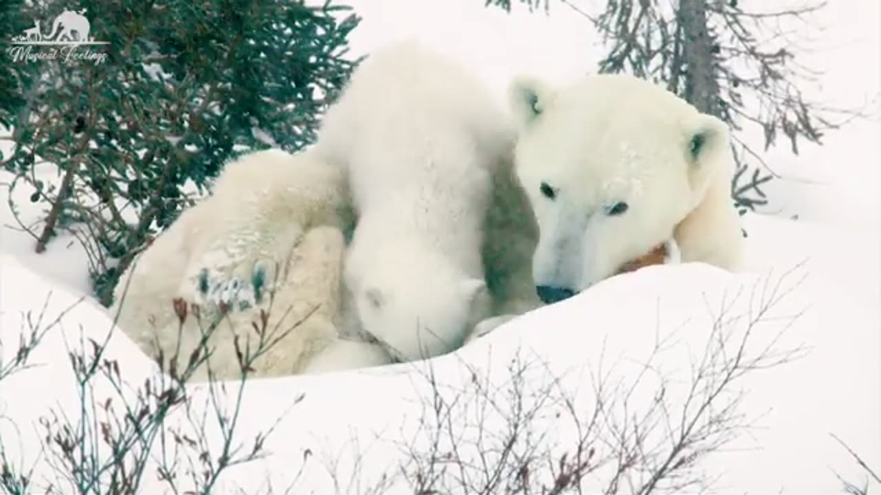 PET TV - Cute Young Wild Animals