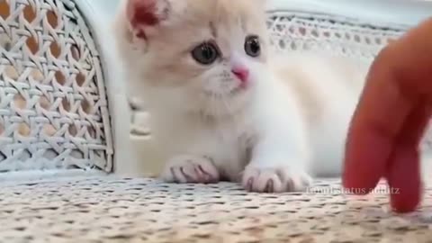 Baby cats and funny cat beautiful cat