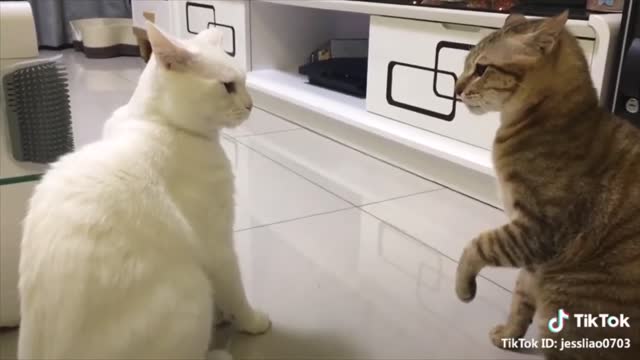 funny talking cats english