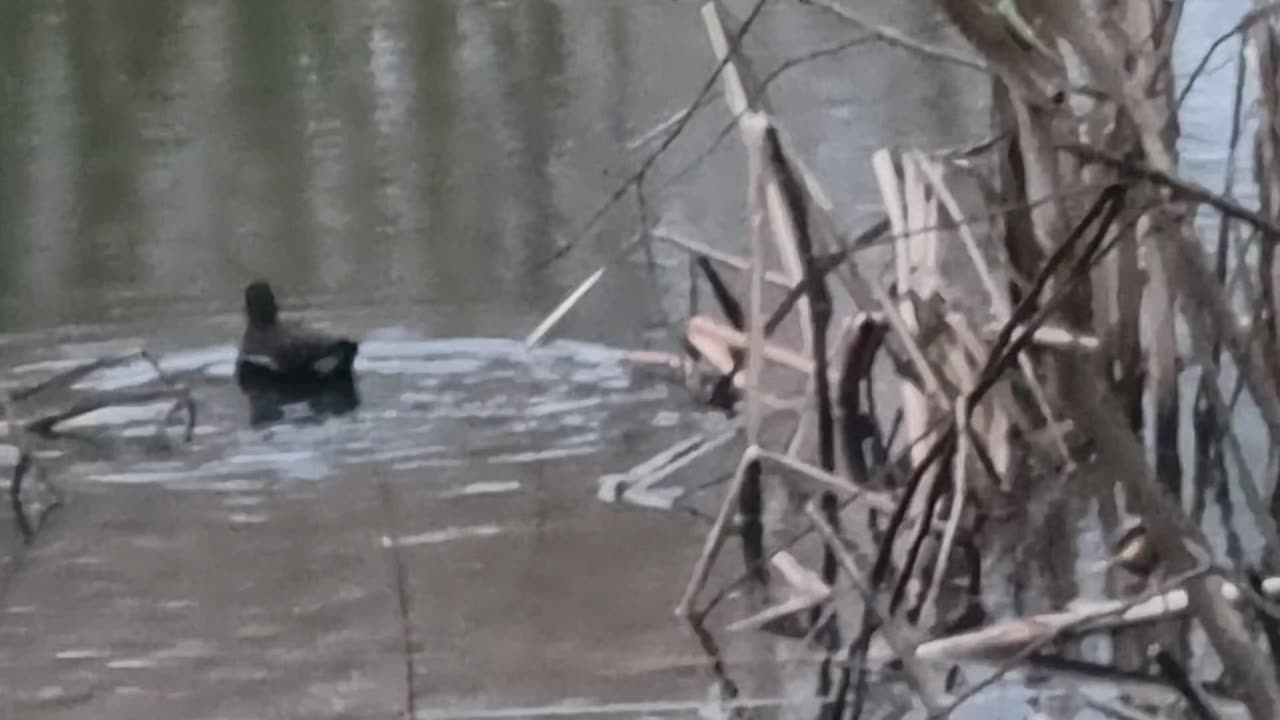 Nice Moorhen On A Lake In Wales