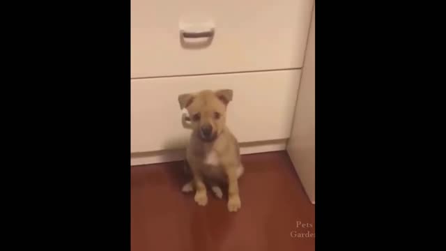 Funny Animals! Funny Dogs! Funny Videos! # Shorts