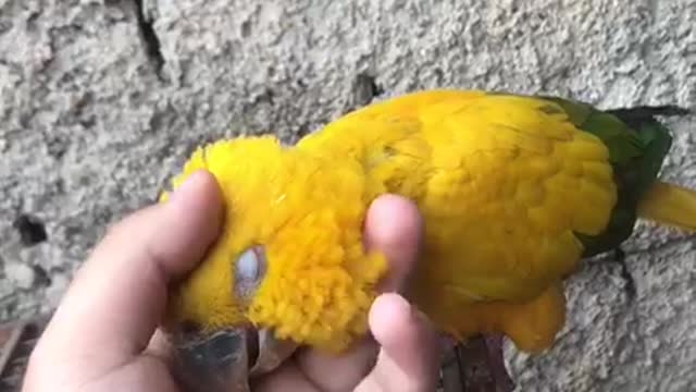 loose parrot