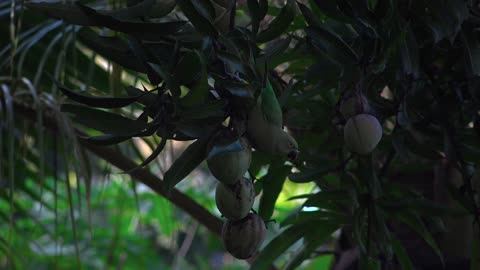 Parrots eating mangoes in the jungle-captures of nature with high-quality 4k