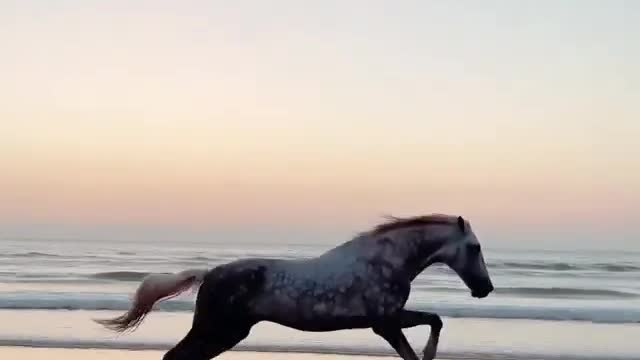 Running horse and the sea ,HOW BEAUTIFUL !