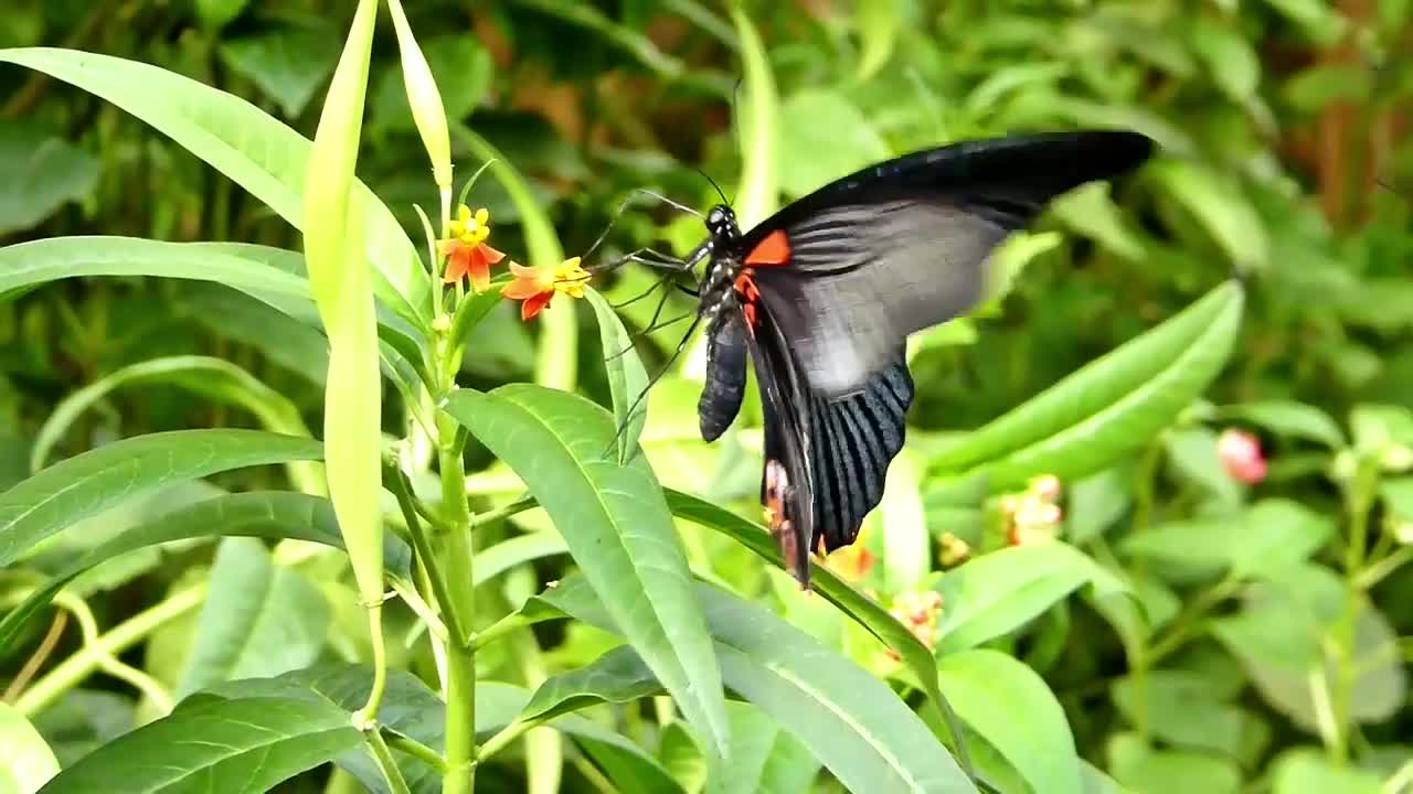 Beautiful rainforest butterflies