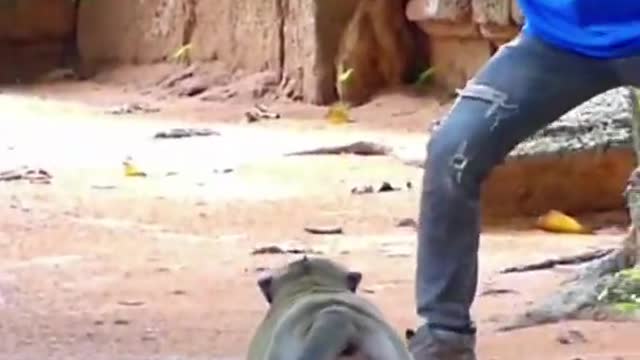 A Man prank on Monkey | Monkey prank | funny scen 😂🤣