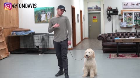 Teach dogs to walk using a leash | 5 MINUTE TRAINING RESULTS!