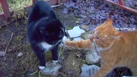 cat fighting