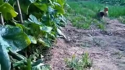 Puppy With His Best Friend