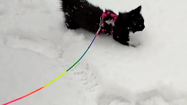 Black cat in snow hill ice black vute cat training shorts black most beautiful cat in the world