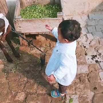 My Little child play with Goat