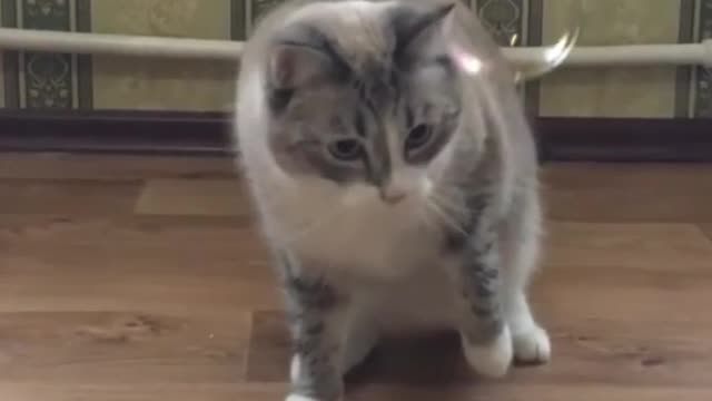 Funny Cat Shocked playing rain drops