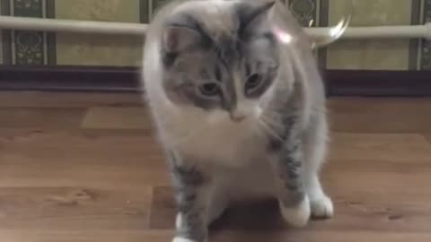 Funny Cat Shocked playing rain drops