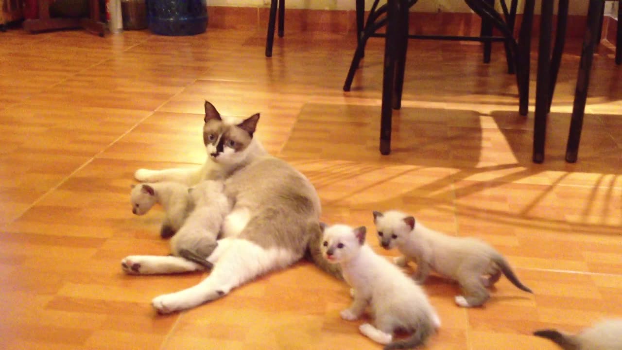 A mother cat with his kittens