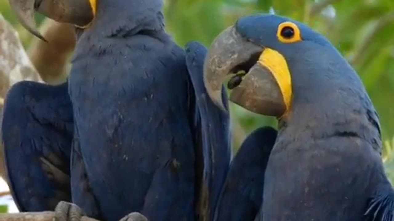 Canary bird and his wife❤❤❤