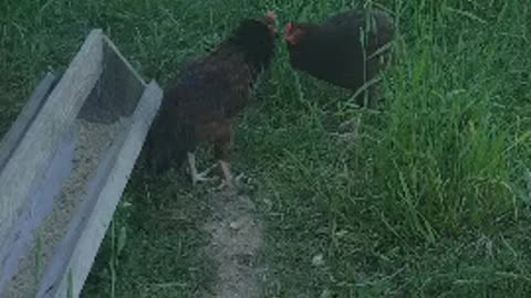 chick fight!!