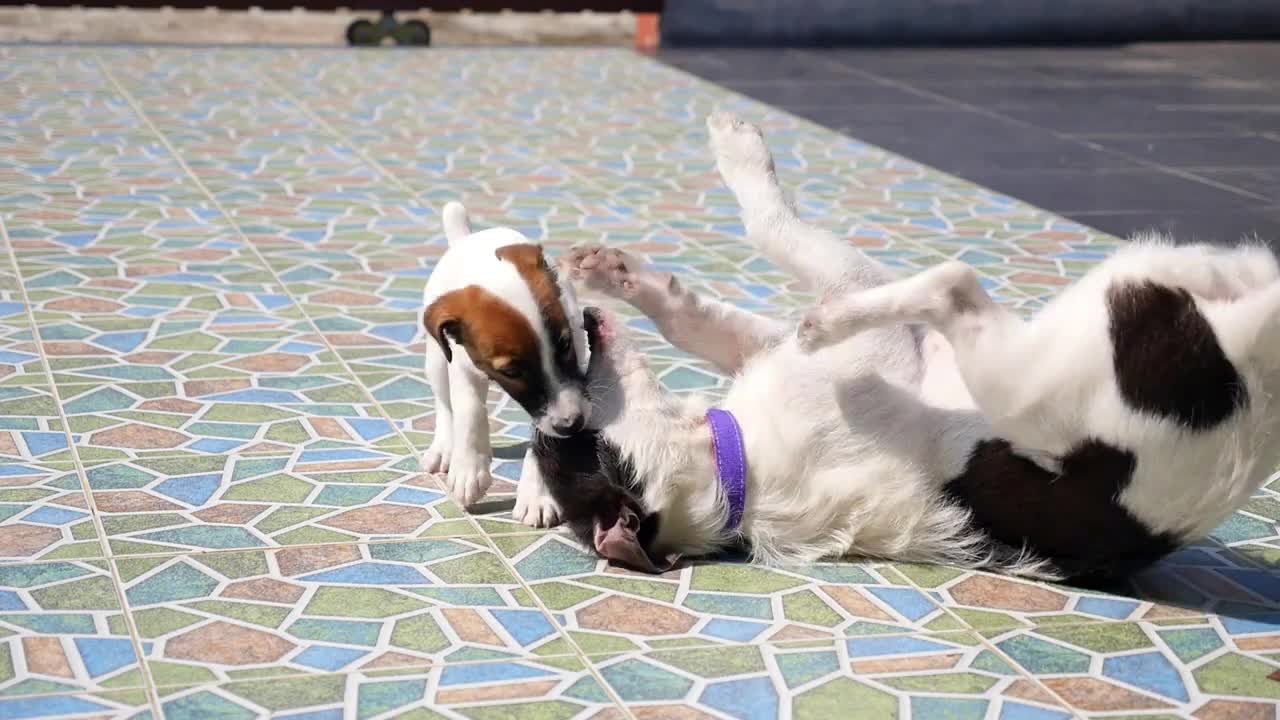 Two Dogs Playing Together Outdoor