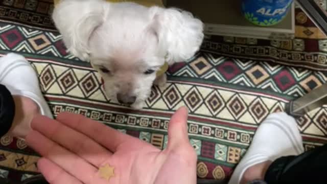 A baby puppy who receives snacks lovingly.