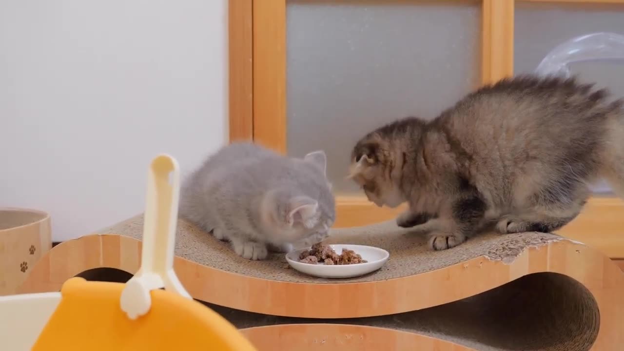 A cute kitten who can_t help but worry when his favorite toilet is being cleaned