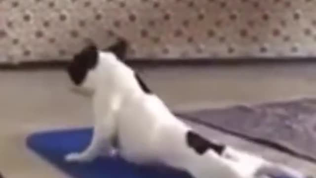 funny dogy