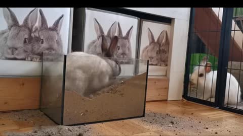 Rabbit digging