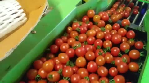 Delicious cherry tomato