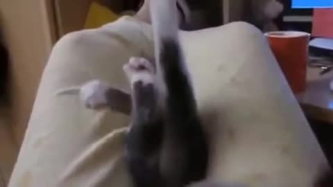 Cute Animals Doing Funny Things | Funny Animals Compilation Part 2