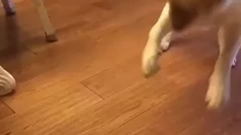 This Dog Is Crazy 😂😂😂