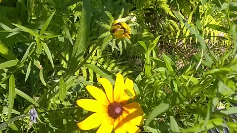 Daisy