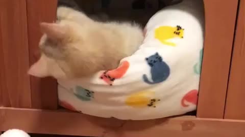 A lazy kitten