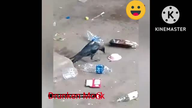 Drunken crow