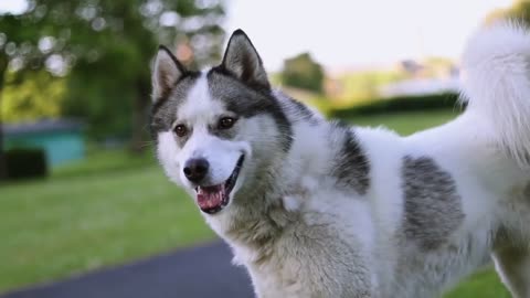 Top 5 Facts About Owning Siberian Husky