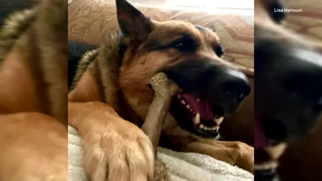 German Shepherd That Acted as Service Dog Taken From Yard