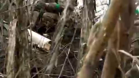 Aimed shot - and a few more orcs will return home in black bags