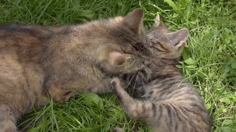 Cute Baby Cat Playing With Mother