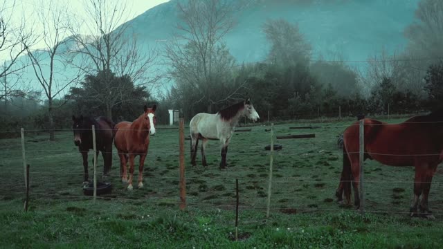 horses in the barn