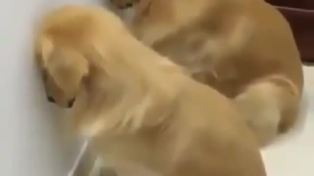 Funny videos dog
