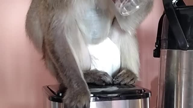 Demanding Princess Monkey Drinkin the Bean