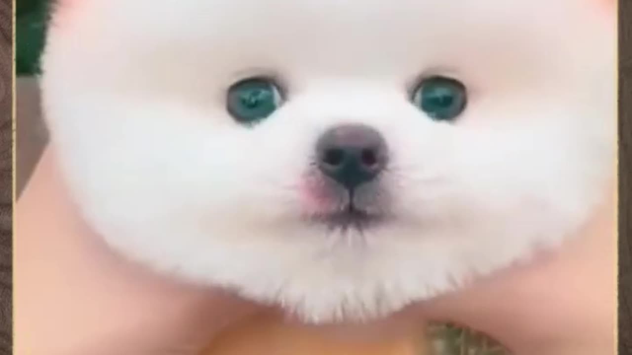 Cutest Floofy Pup!