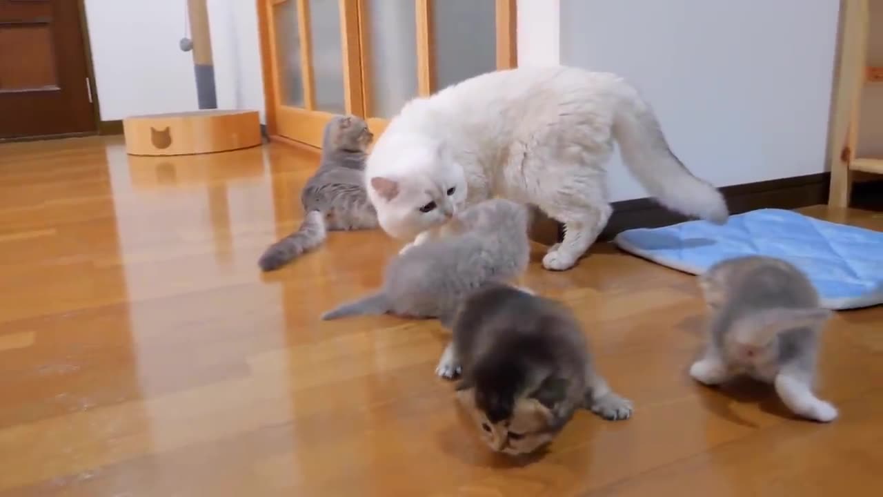 The kitten approaching the daddy #cat #cute #kitten #pets #meow #videos #shorts #dog.