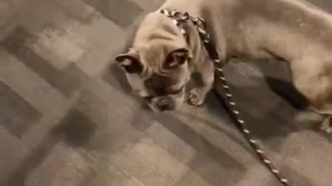 The difference between loyalty and betrayal #cute animals #funny dog