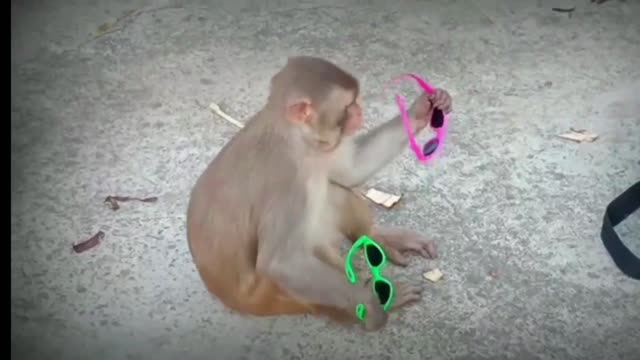 FUNNY MONKEY MOMENTS (Short)